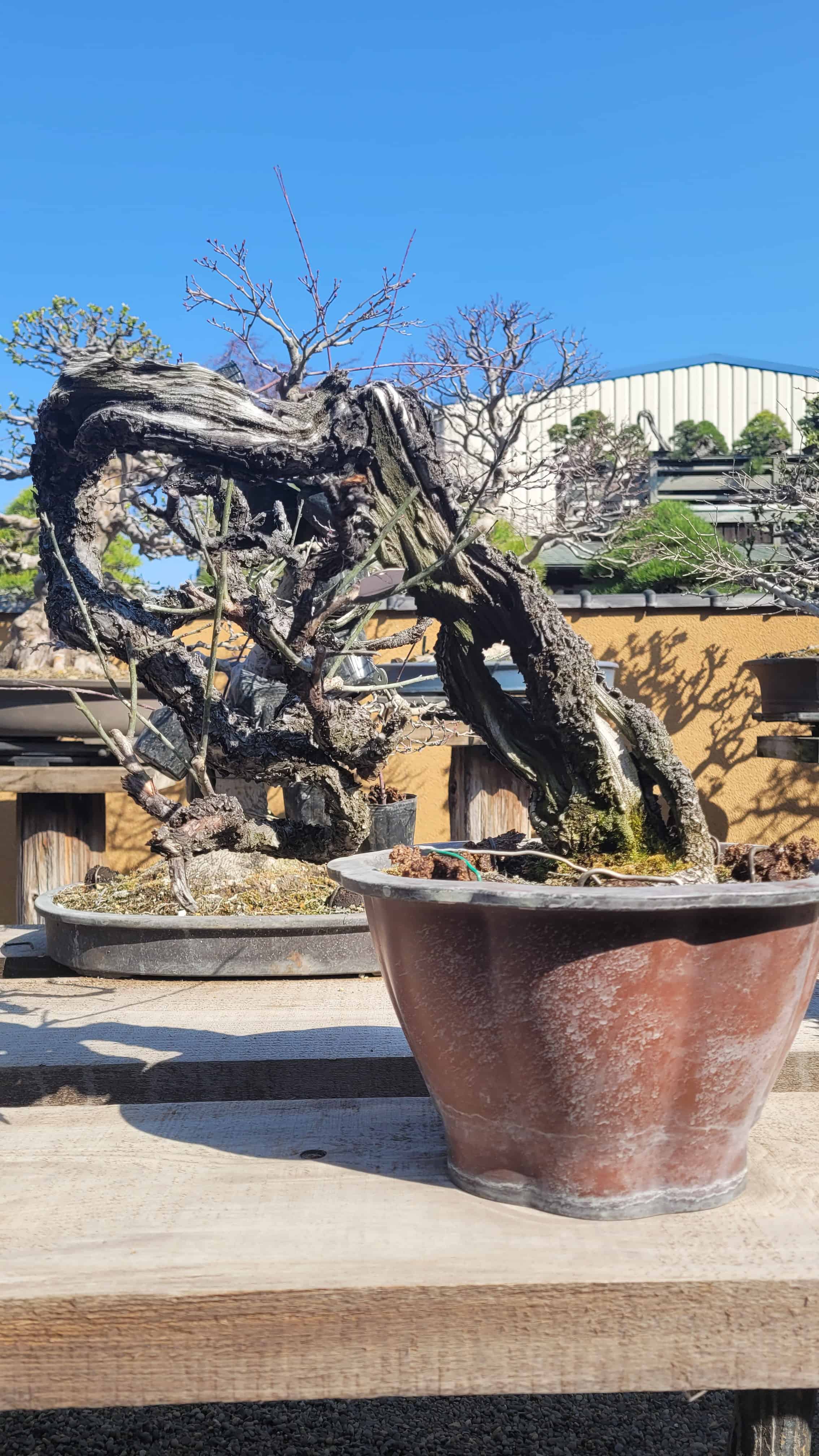 A apricot bonsai tree from kobayashi in Japan